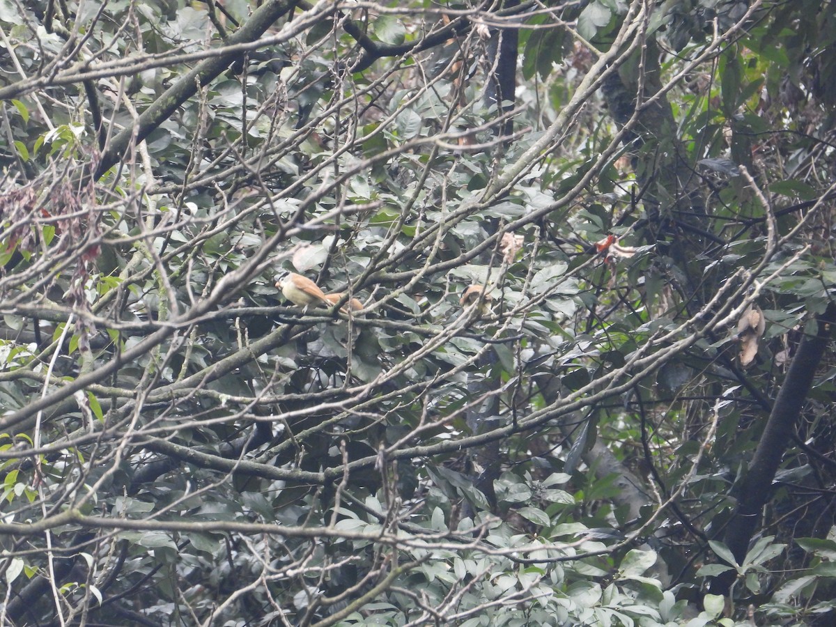 Gray-headed Parrotbill - ML620667995