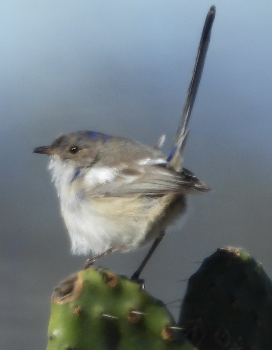 White-winged Fairywren - ML620667997