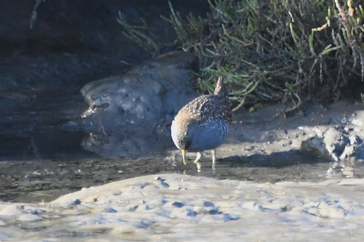 Australian Crake - ML620667998