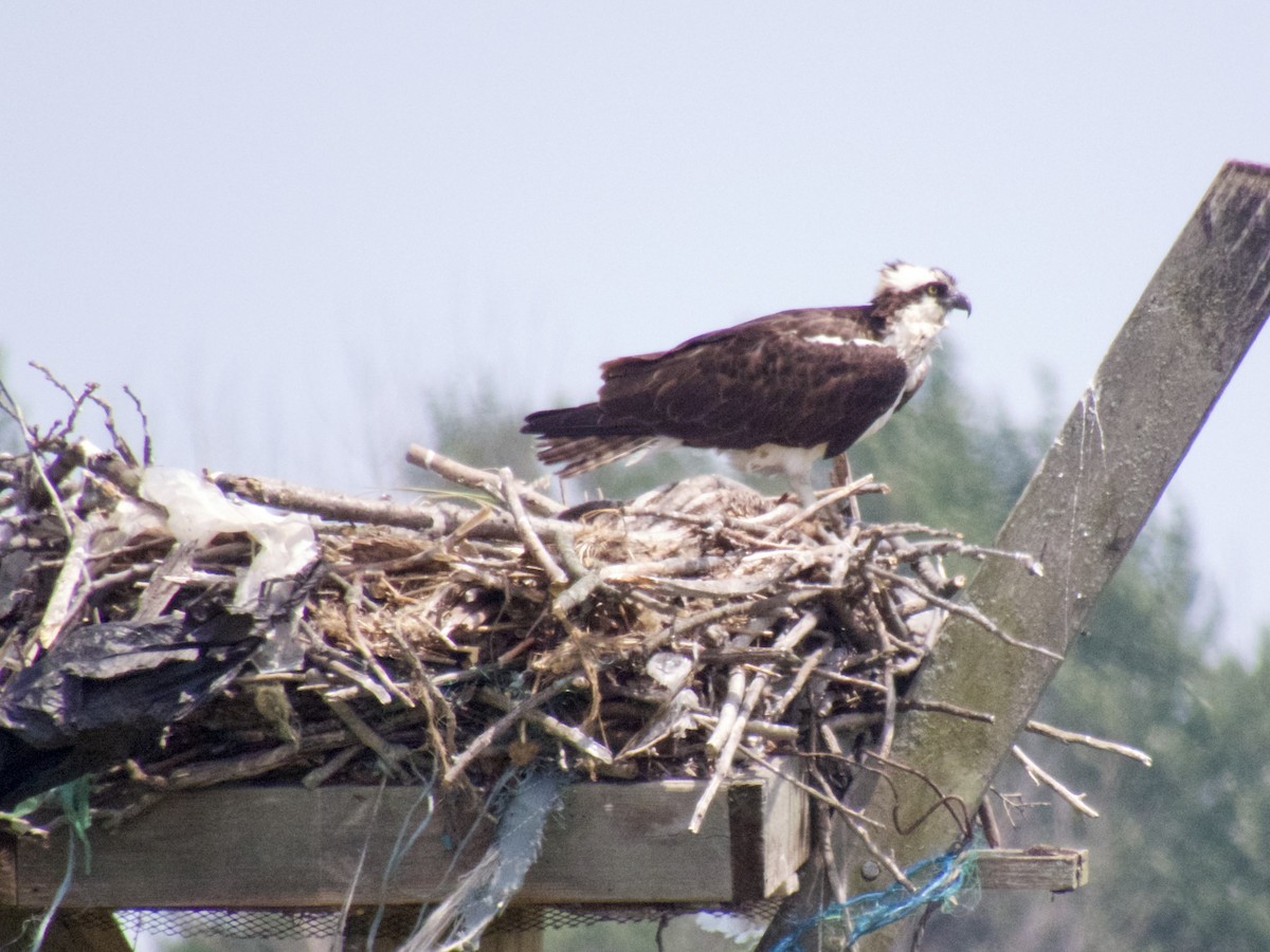 Águila Pescadora - ML620667999