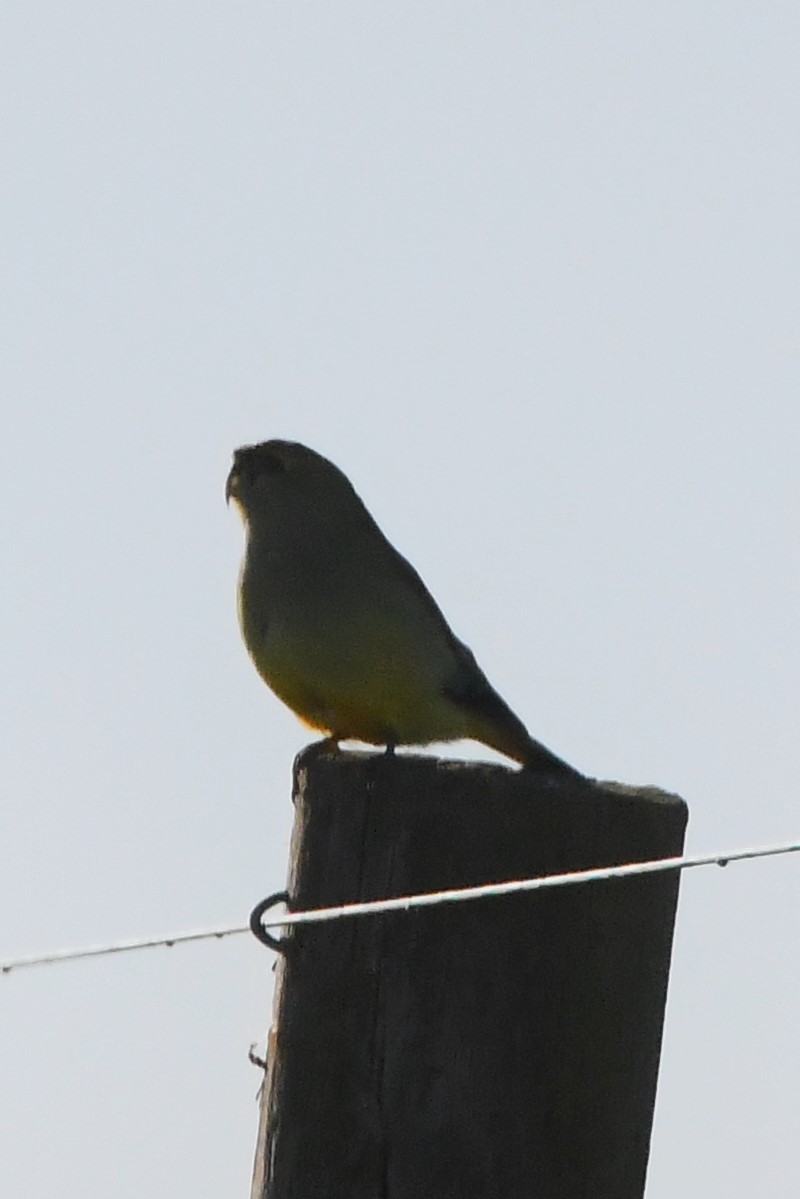 Blue-winged Parrot - ML620668002