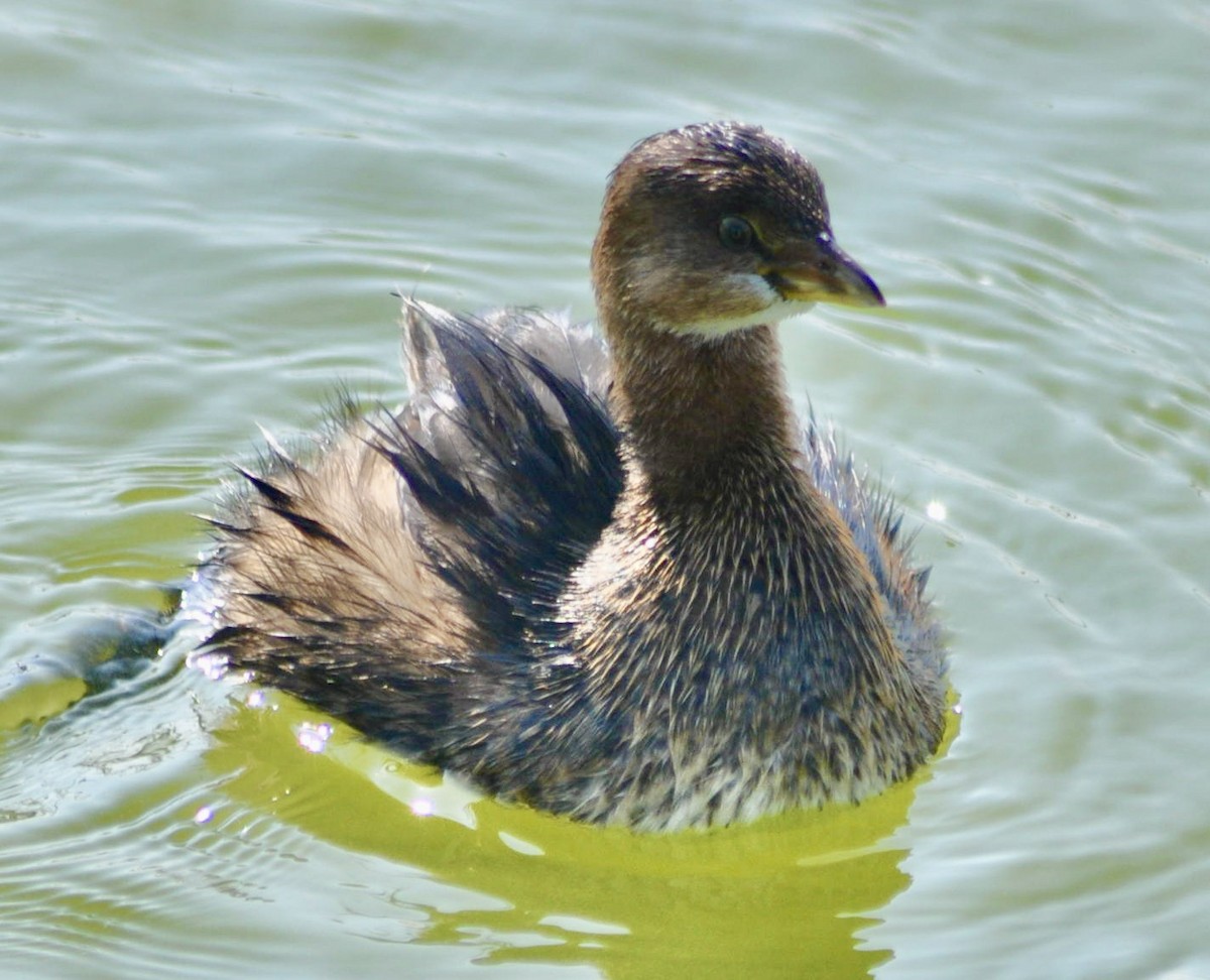 Pied-billed Grebe - ML620668004