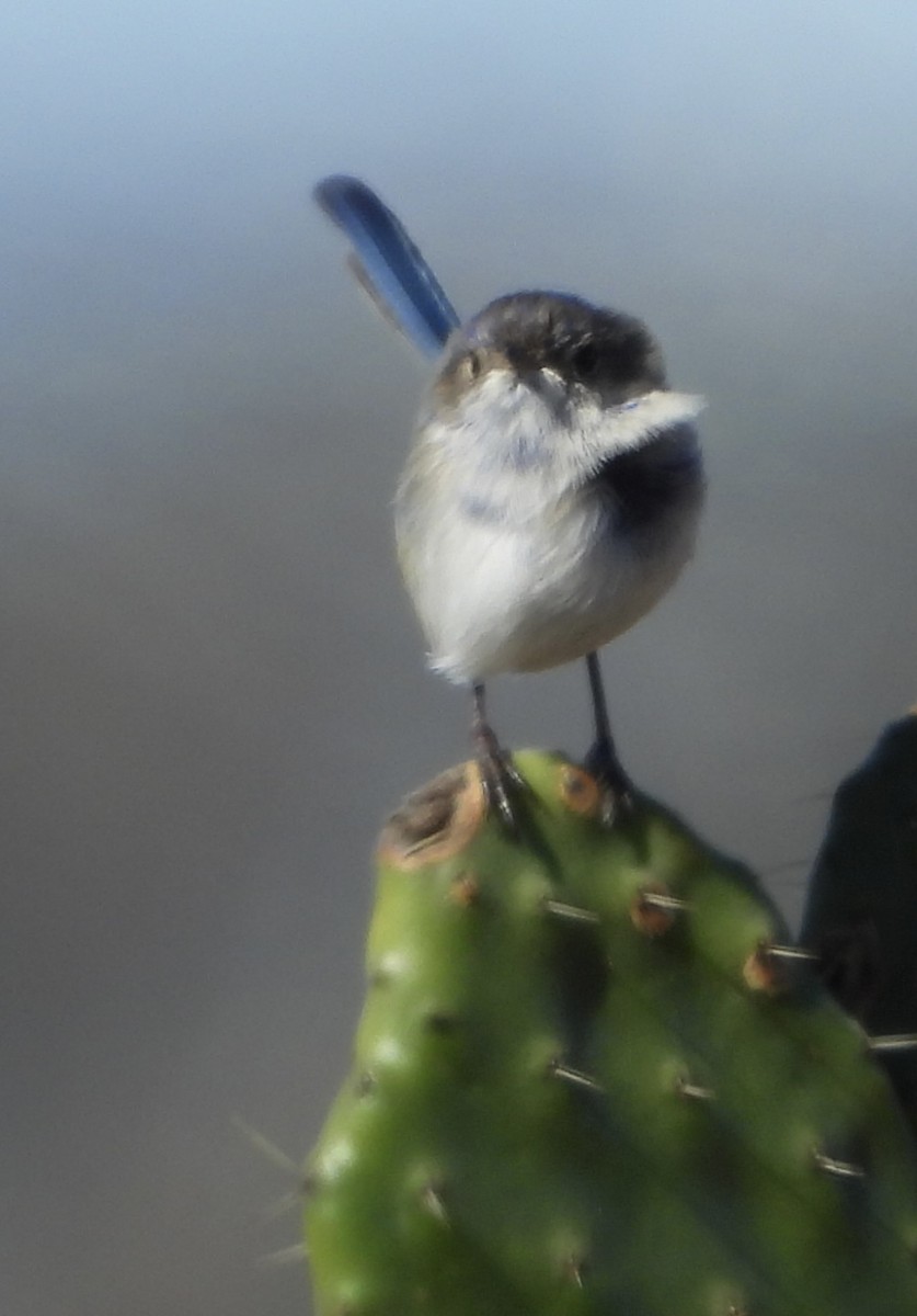 White-winged Fairywren - ML620668005