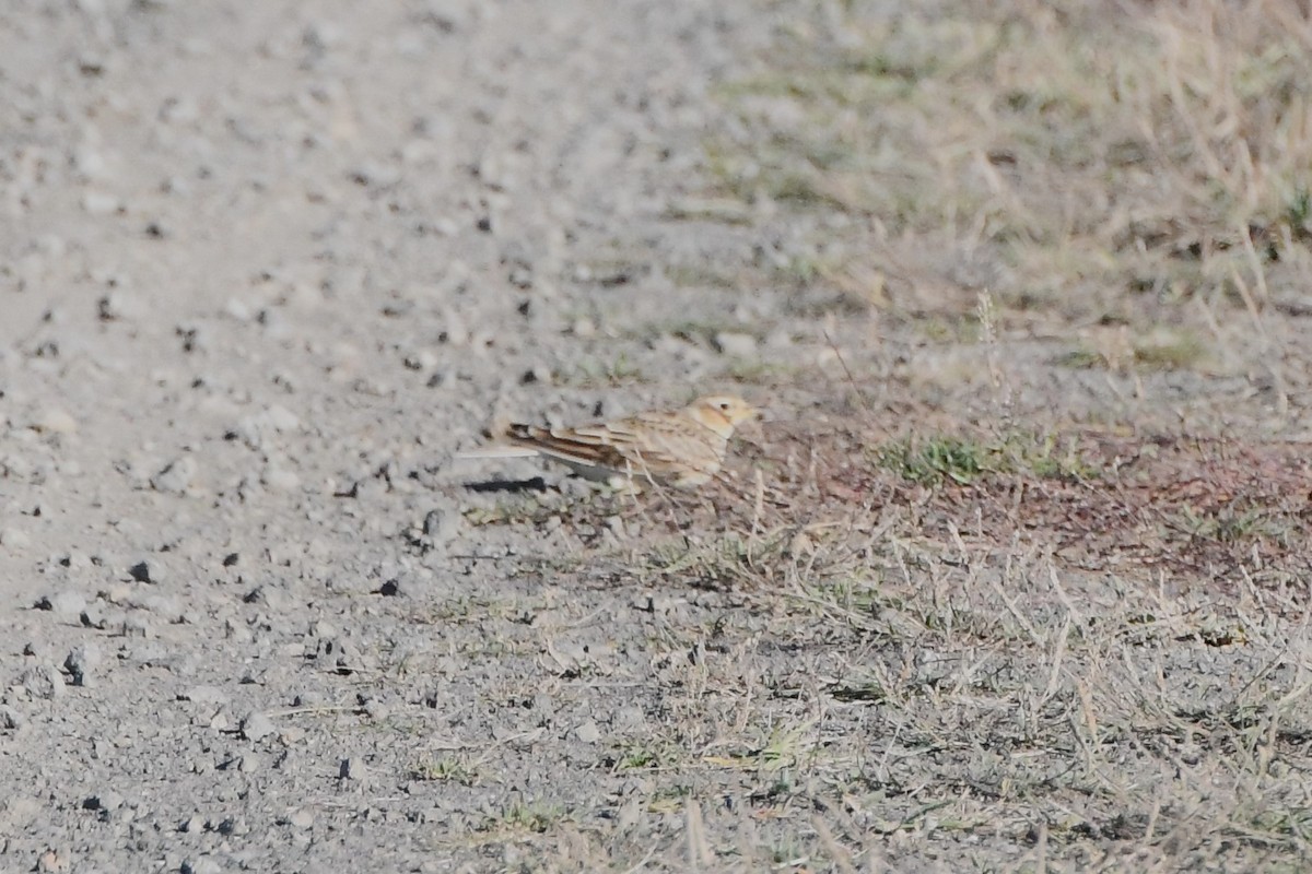 Eurasian Skylark (European) - ML620668006