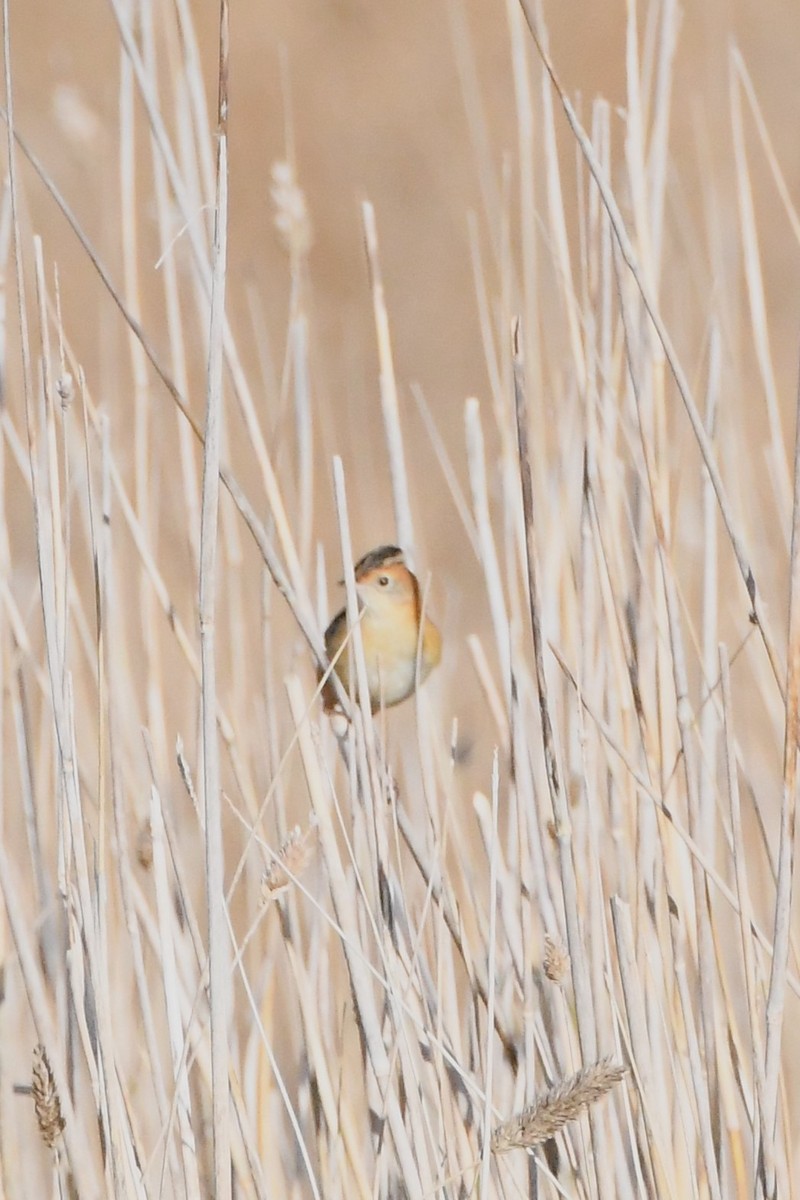 Golden-headed Cisticola - ML620668007