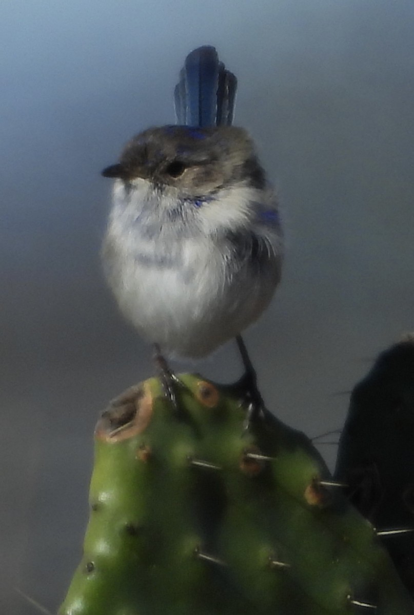 White-winged Fairywren - ML620668013