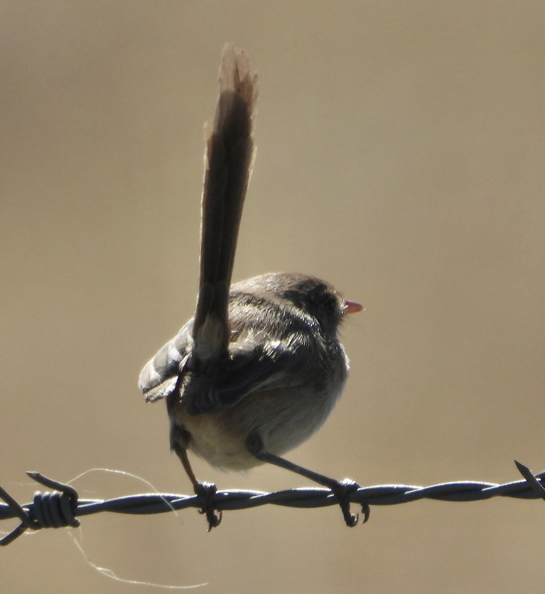 White-winged Fairywren - ML620668016