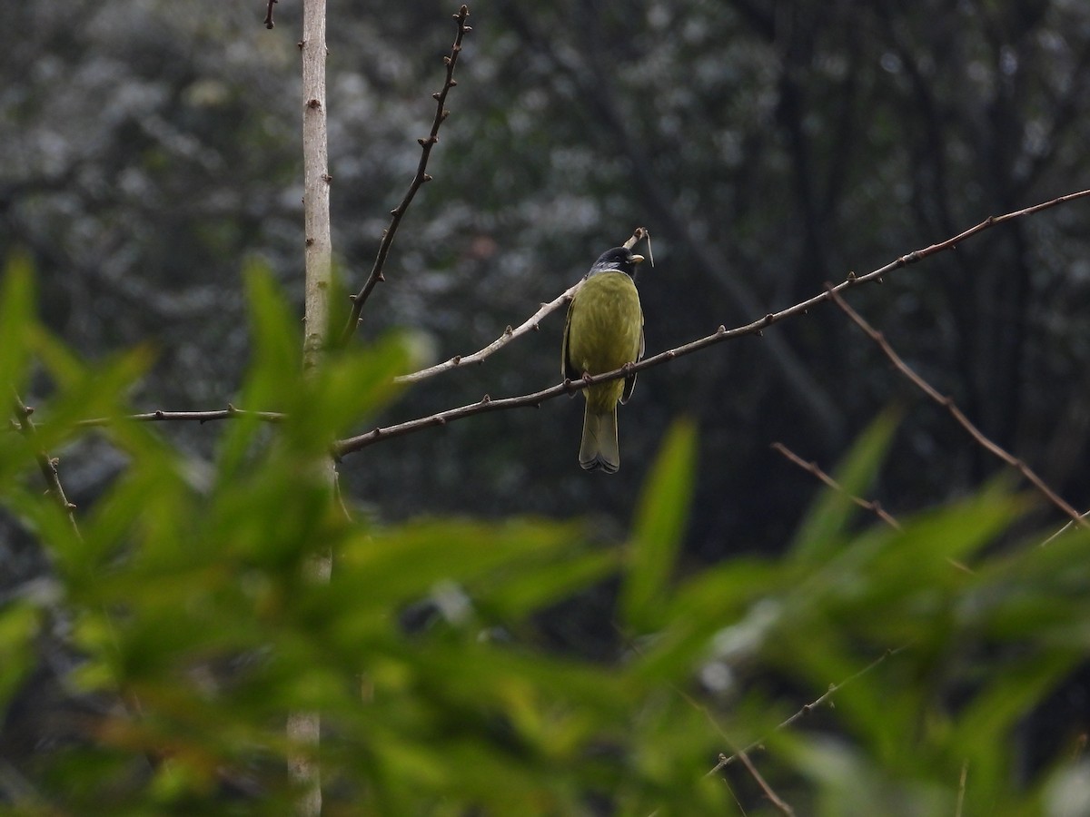 Bulbul Collarejo - ML620668020