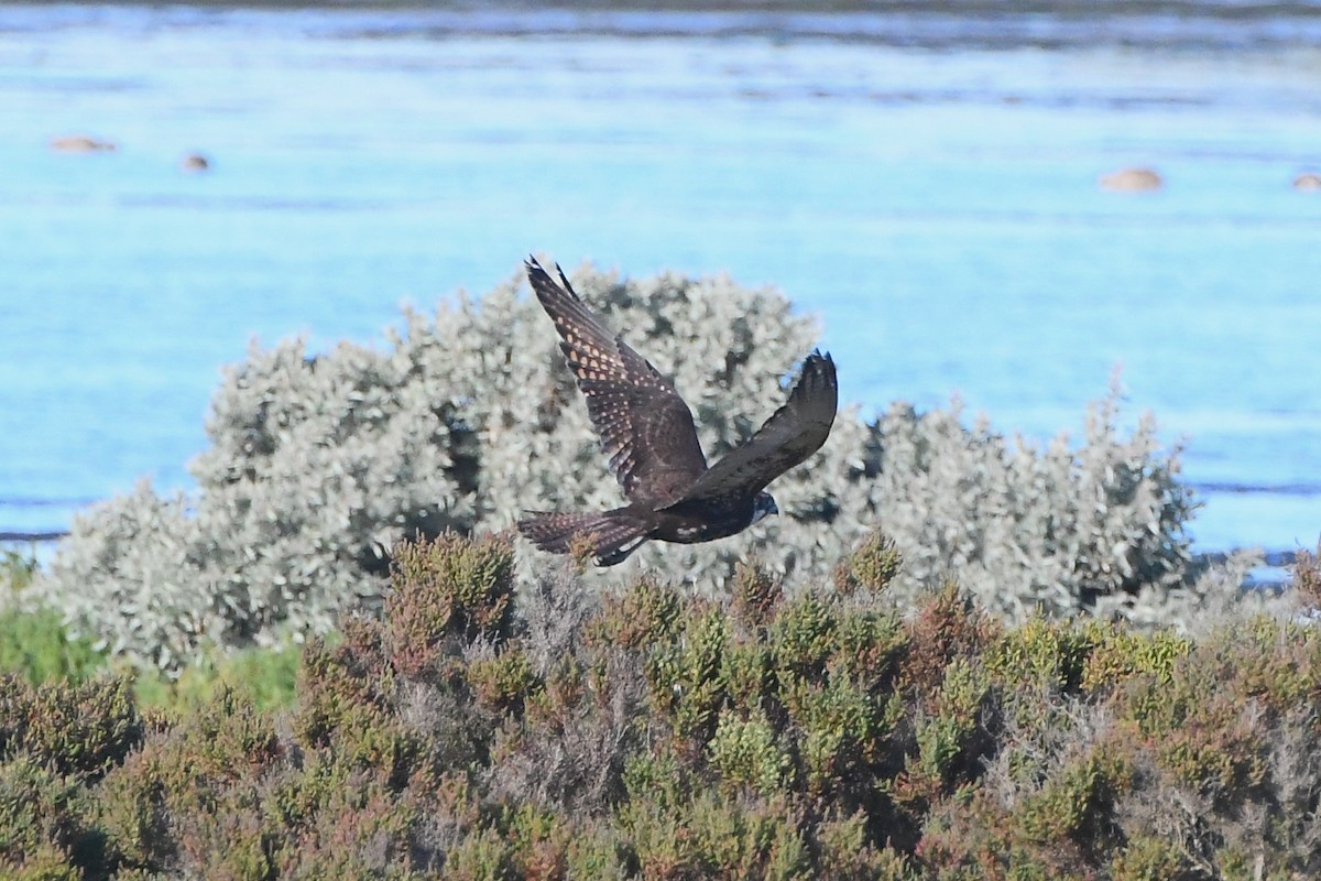 Brown Falcon - ML620668023