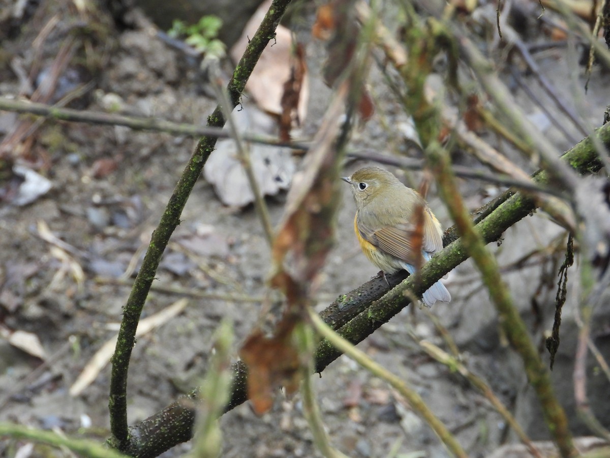 Robin à flancs roux - ML620668025