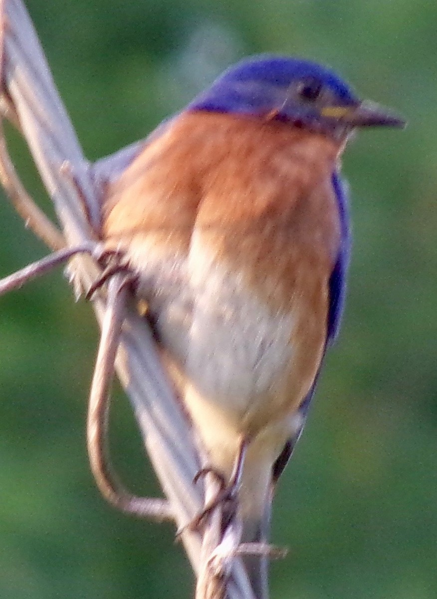 Eastern Bluebird - ML620668026