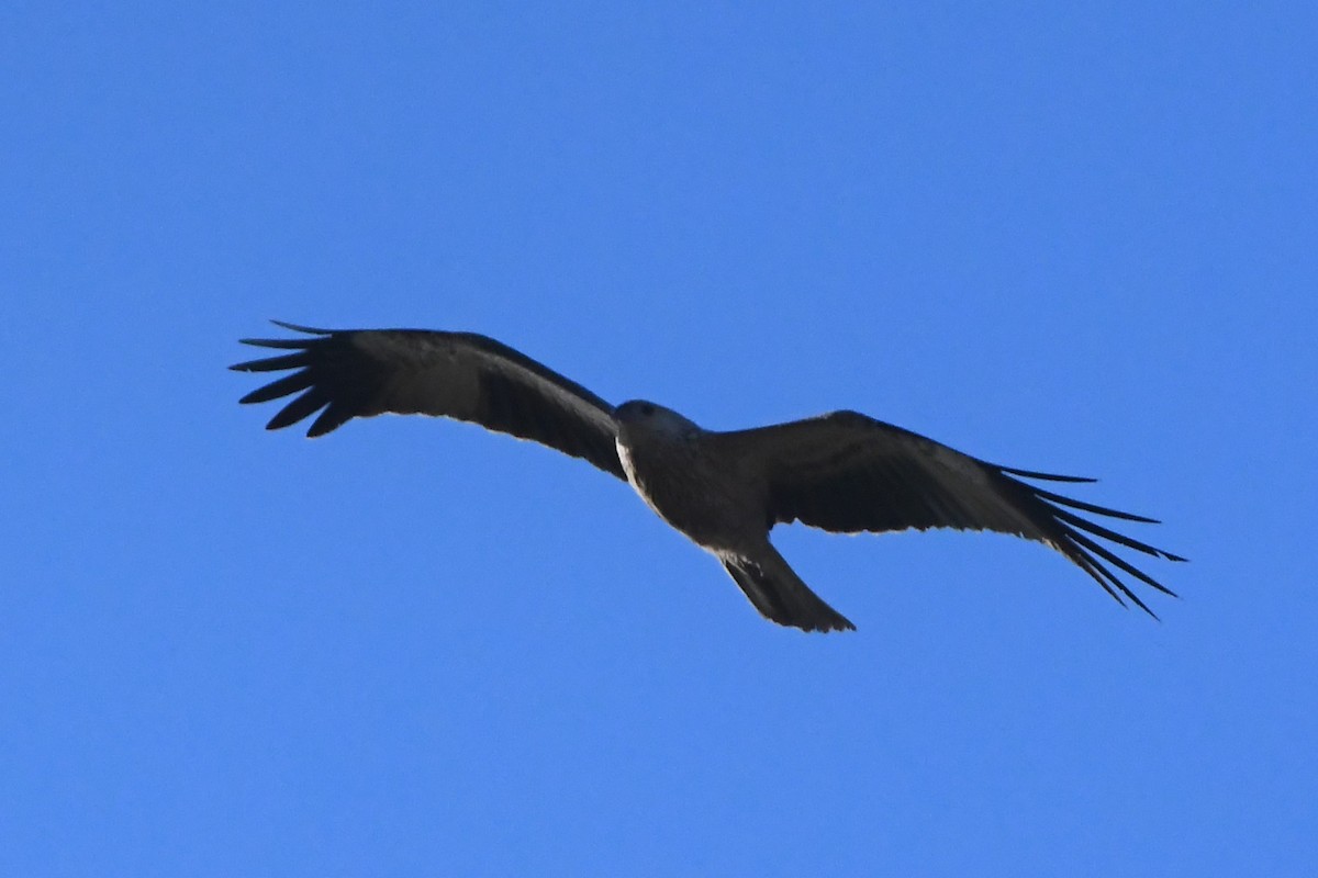 Whistling Kite - ML620668027