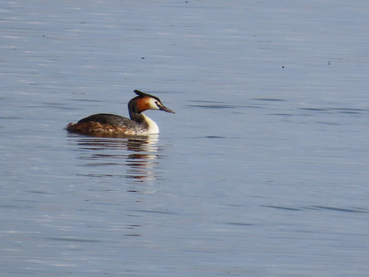 Great Crested Grebe - ML620668028