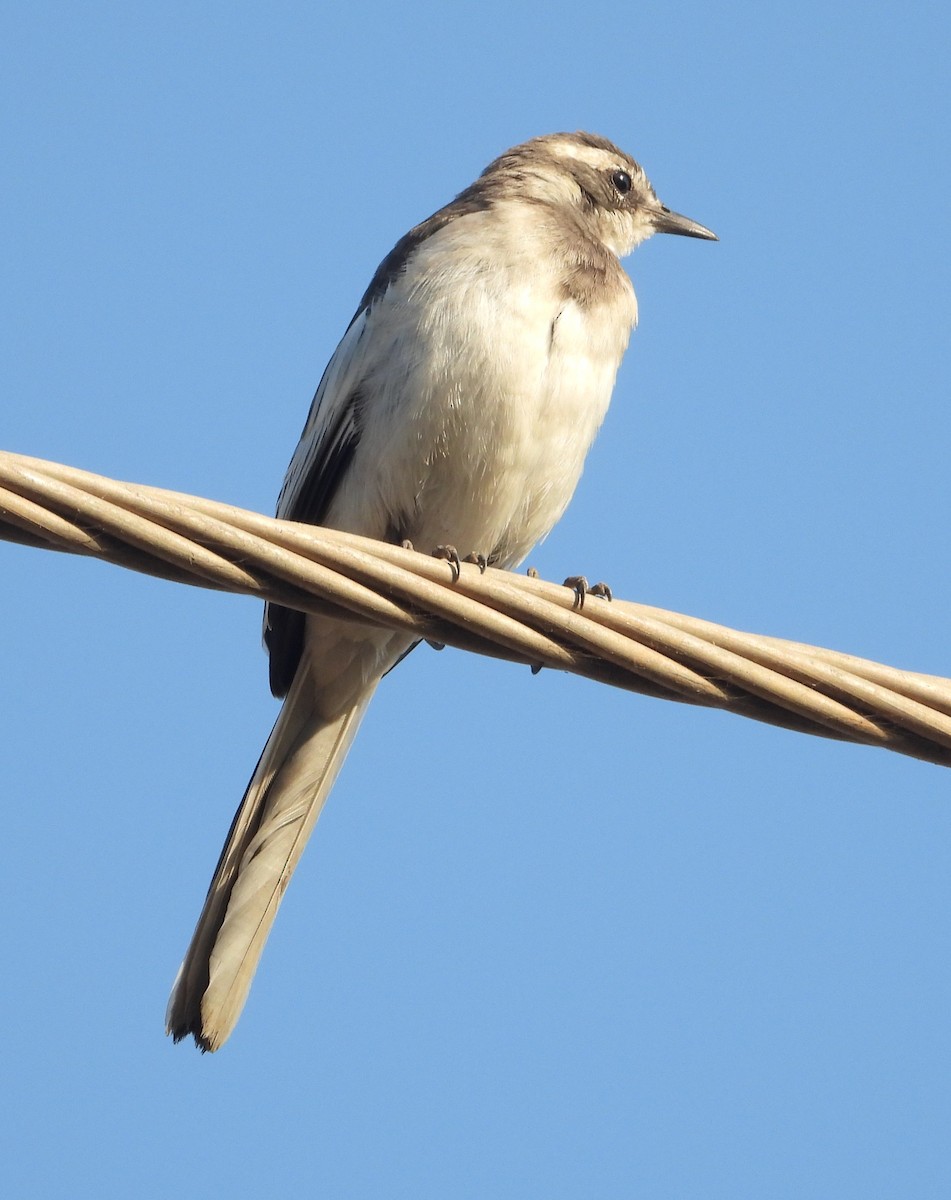 African Pied Wagtail - ML620668029