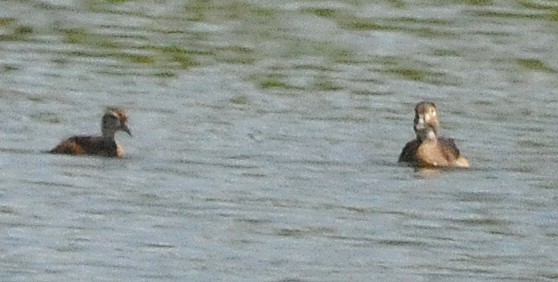 Wood Duck - ML620668031