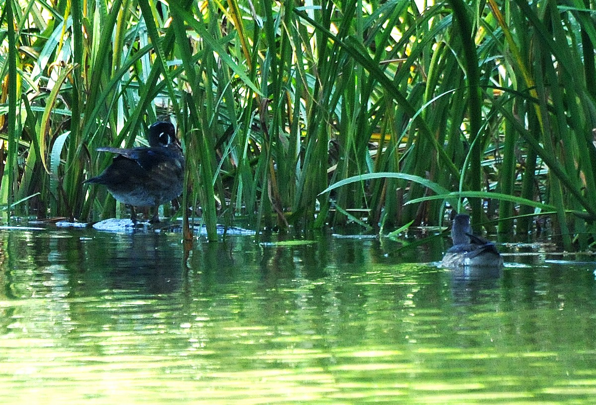 Wood Duck - ML620668032