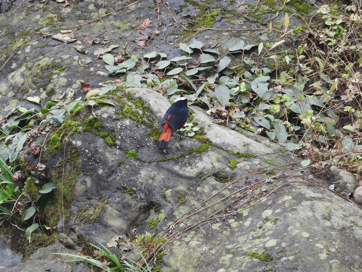 White-capped Redstart - ML620668034