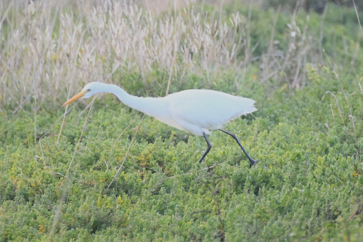 Plumed Egret - ML620668036