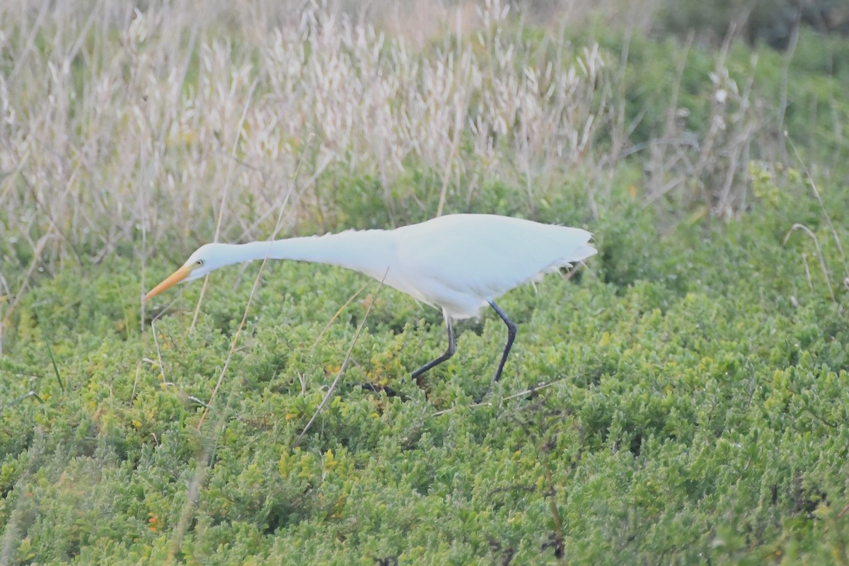 Plumed Egret - ML620668037