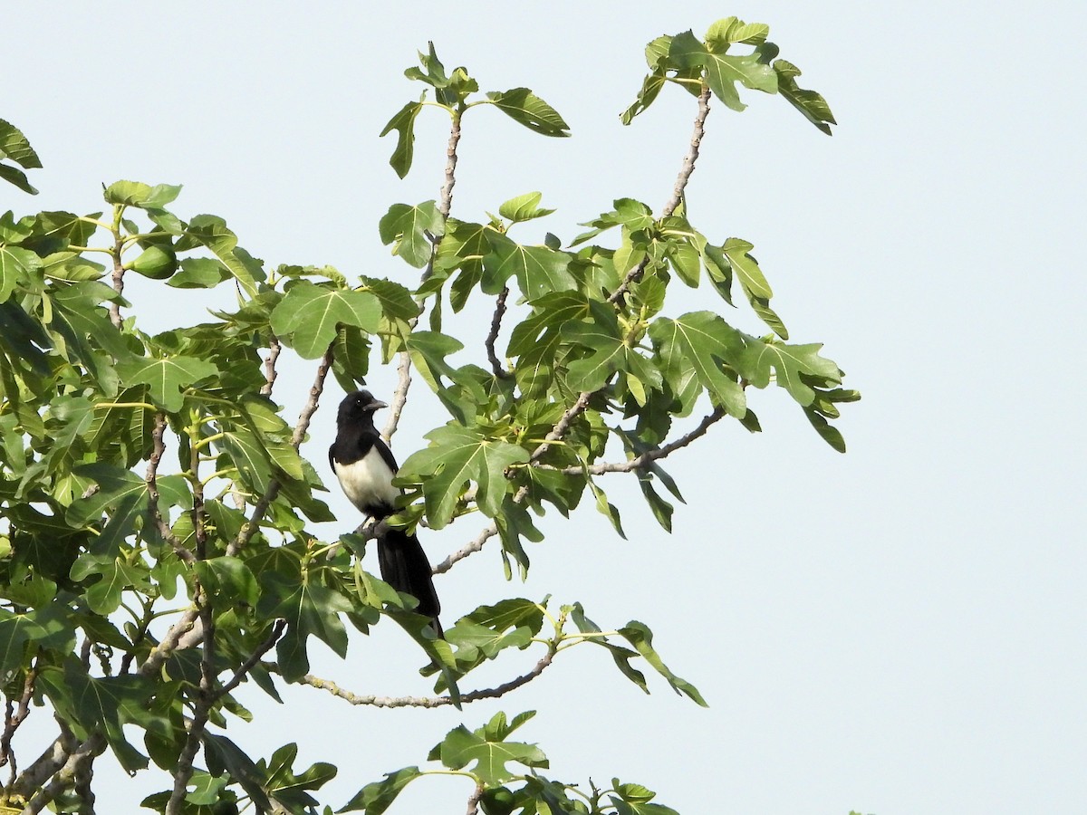 Eurasian Magpie - ML620668038