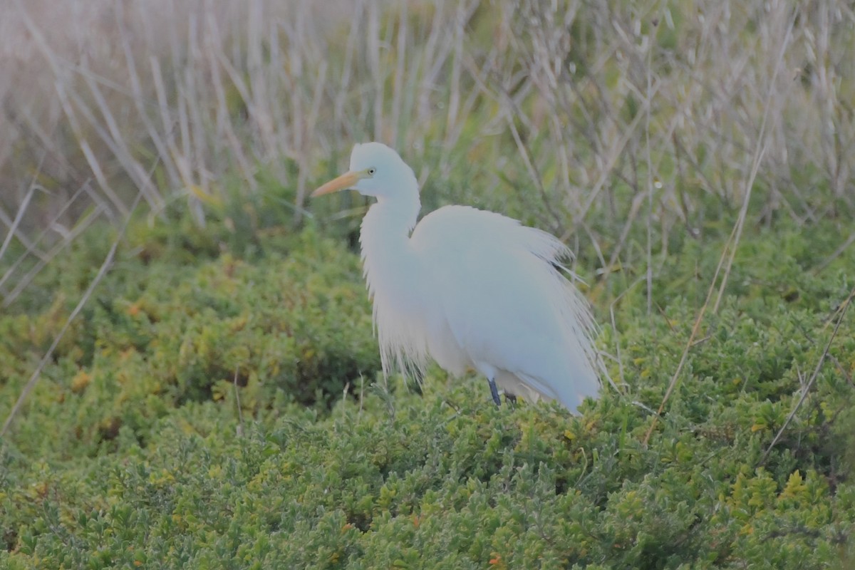 Plumed Egret - ML620668039