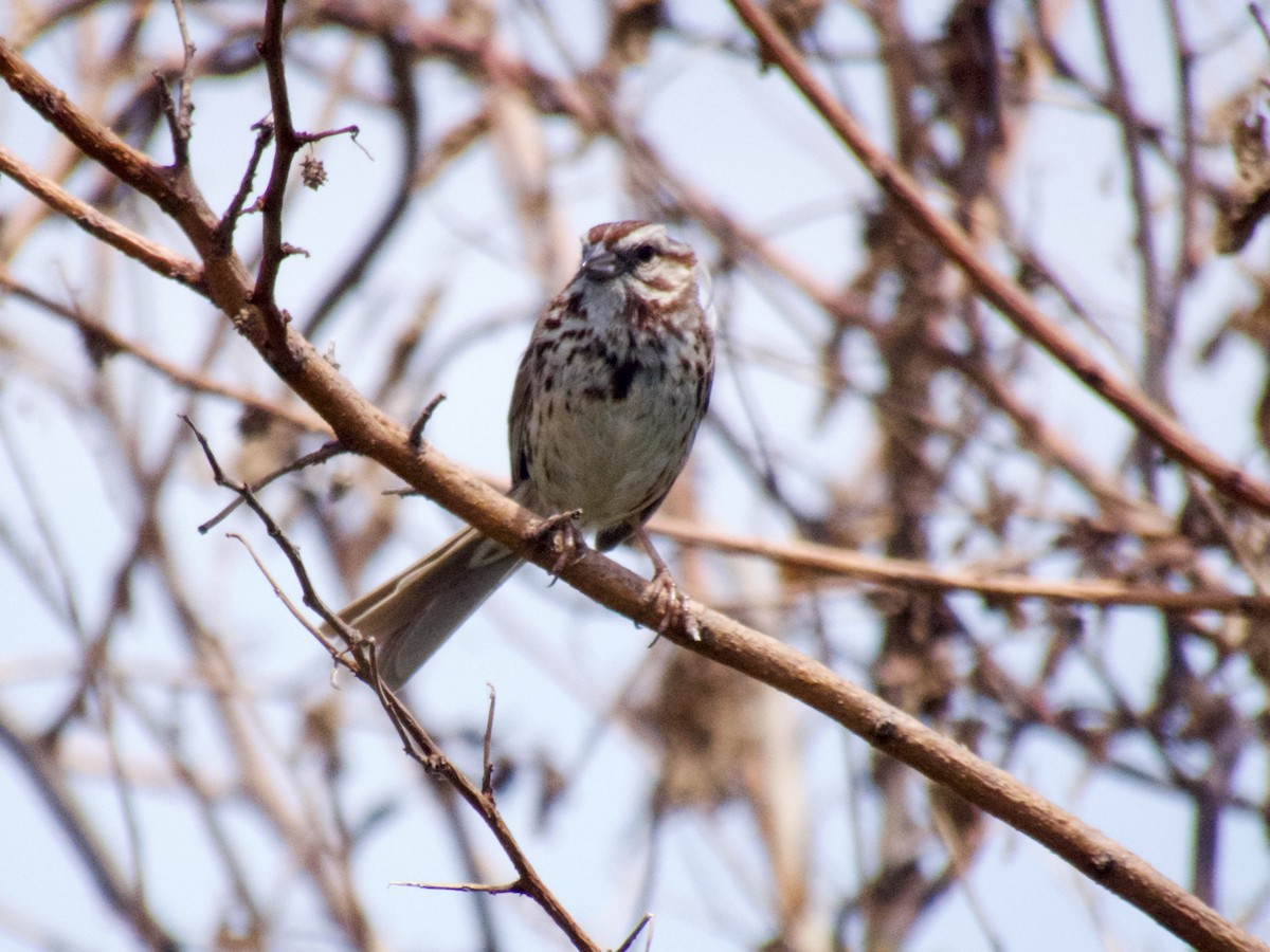 Song Sparrow - ML620668040