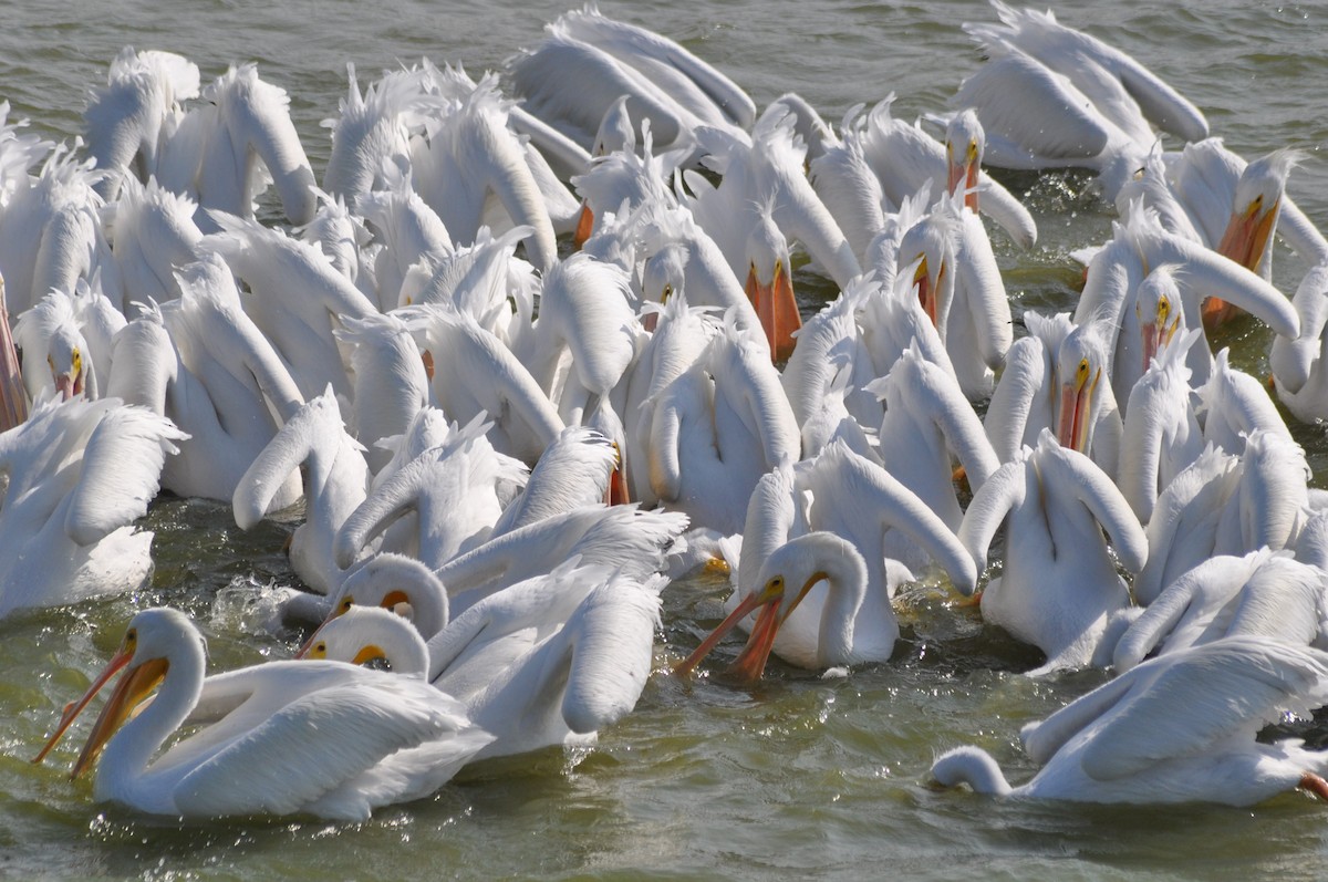 American White Pelican - ML620668041