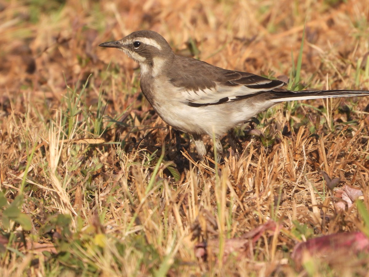 African Pied Wagtail - ML620668043