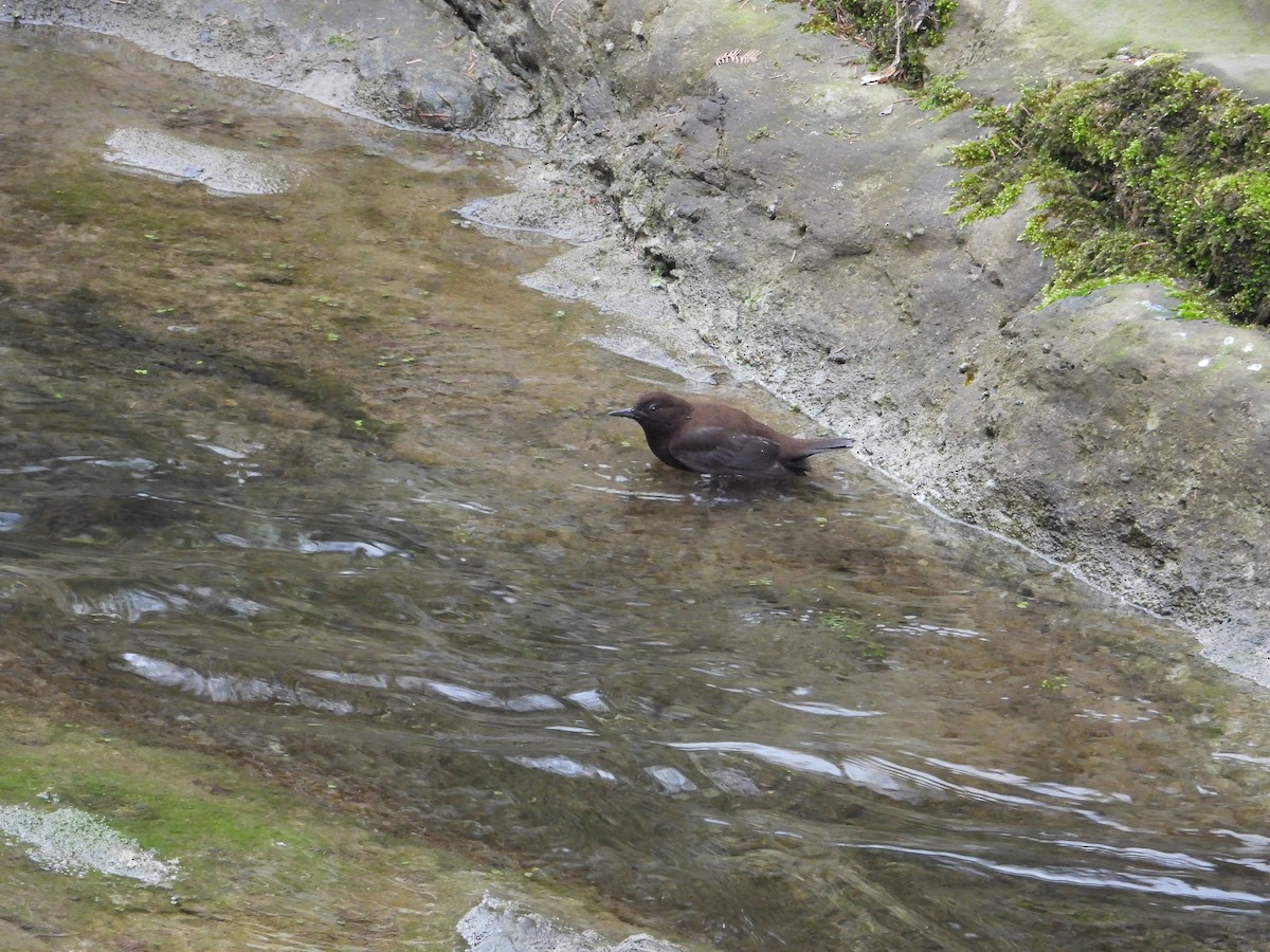 Brown Dipper - ML620668044