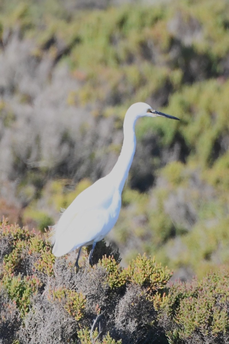 Little Egret (Australasian) - ML620668045