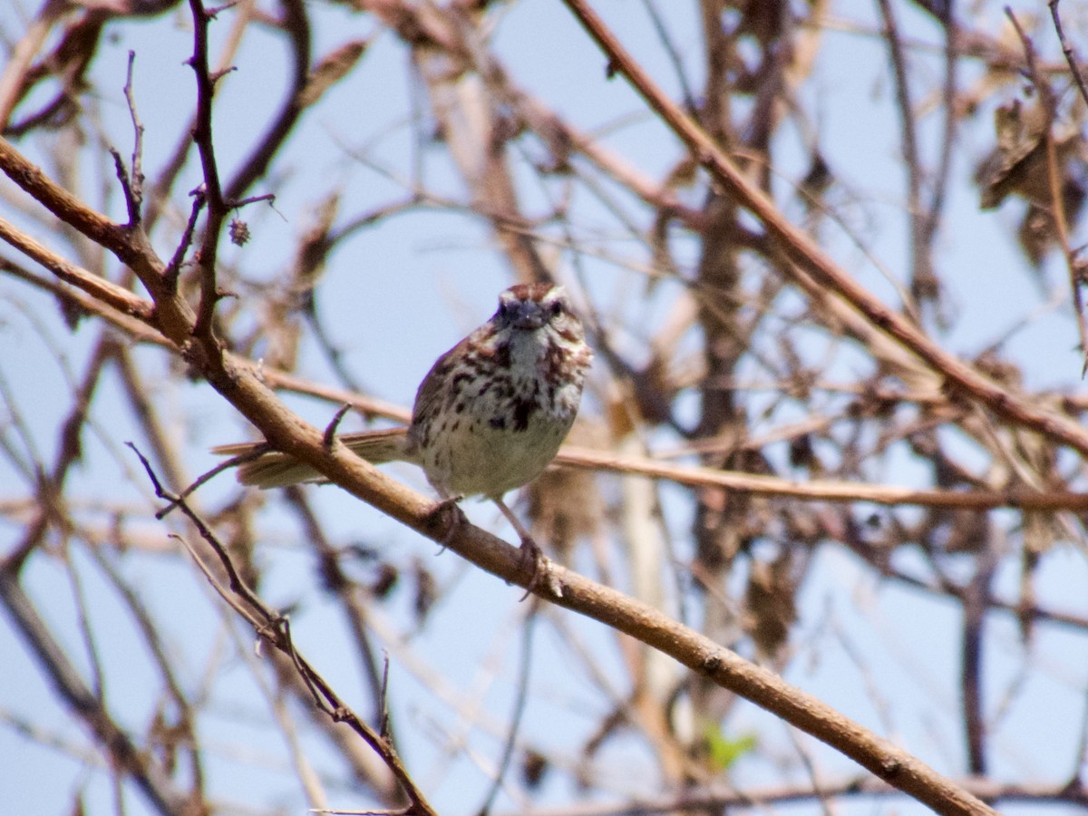 Song Sparrow - ML620668046