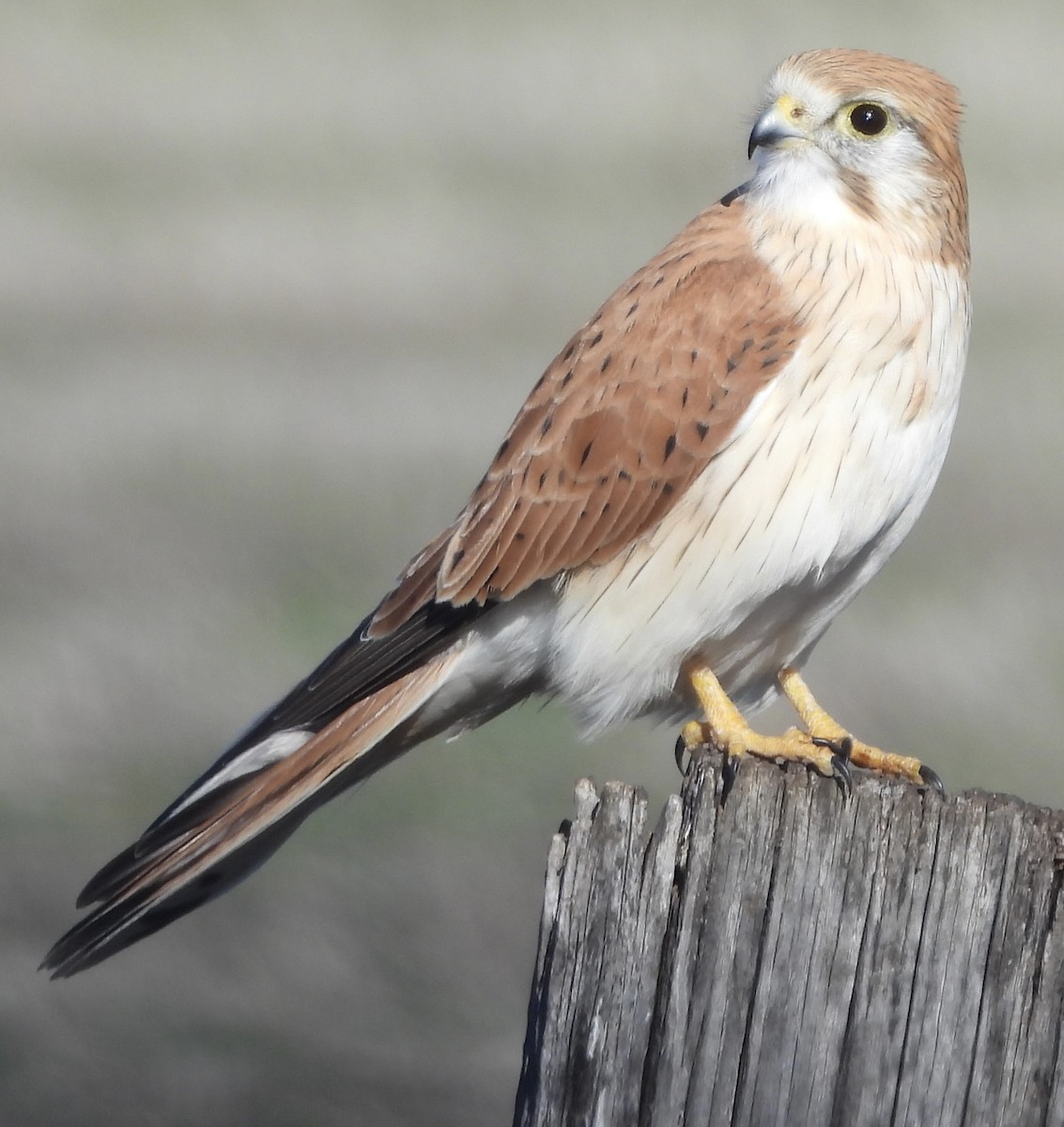 Nankeen Kestrel - ML620668047