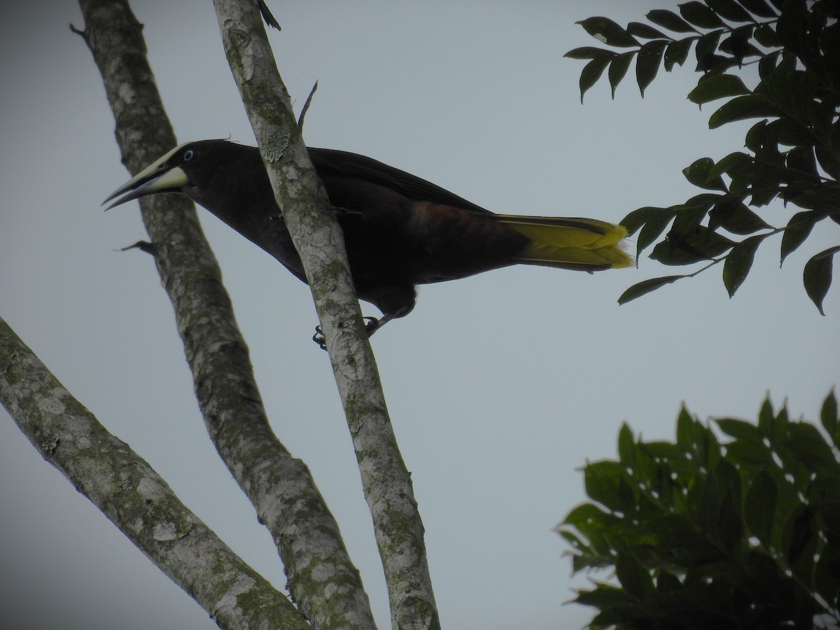 Chestnut-headed Oropendola - ML620668050