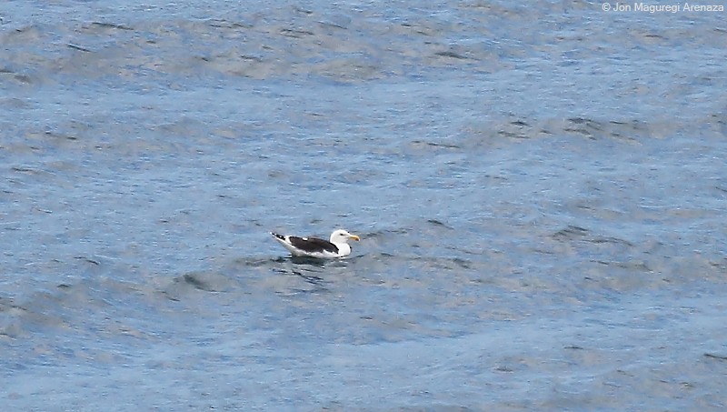 Great Black-backed Gull - ML620668052