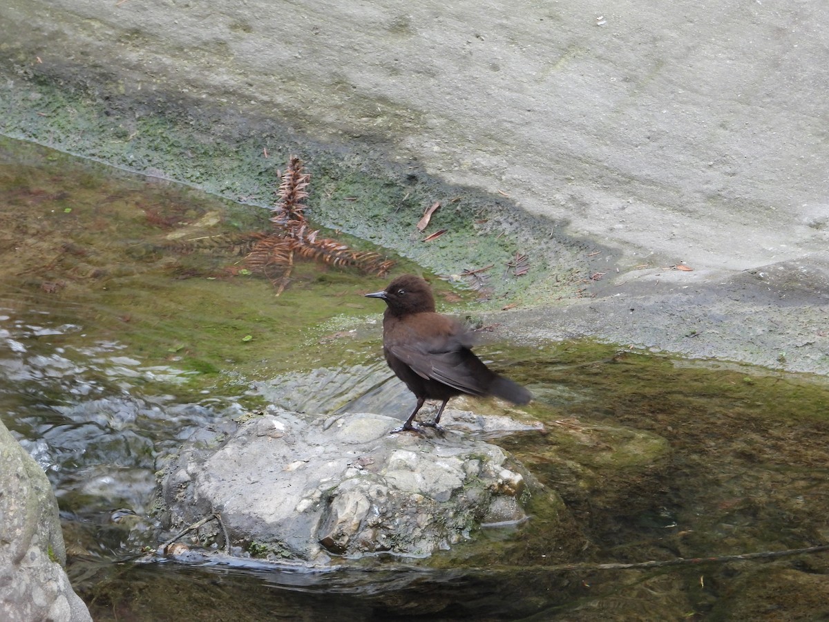 Brown Dipper - ML620668054