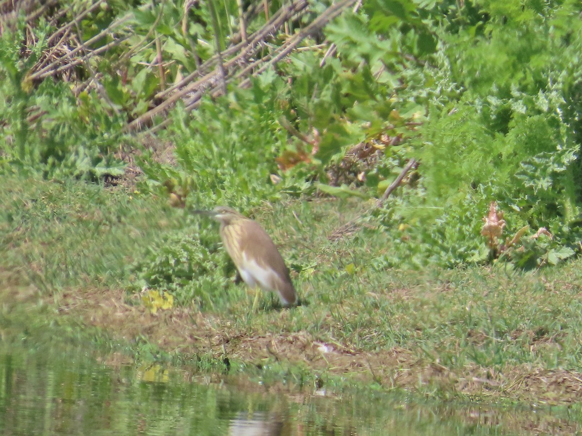 Squacco Heron - ML620668055