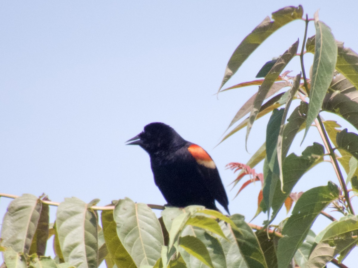 Red-winged Blackbird - ML620668056