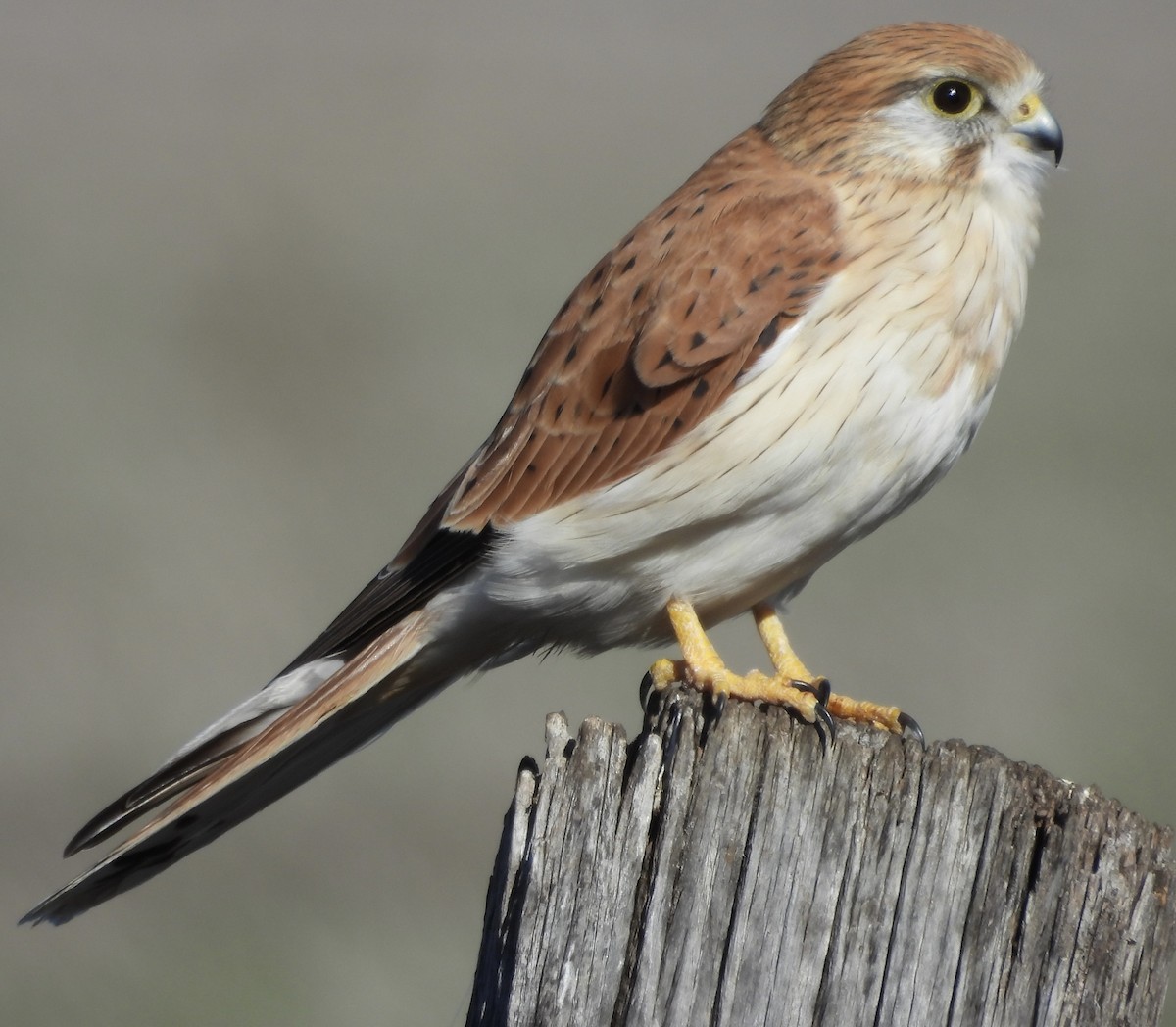 Nankeen Kestrel - Maylene McLeod