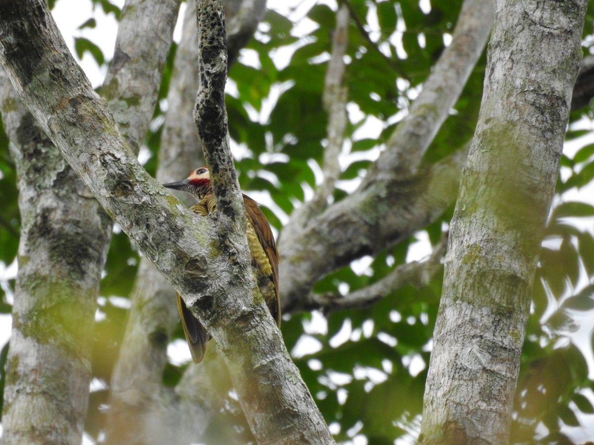 Golden-olive Woodpecker - Michael Weisensee