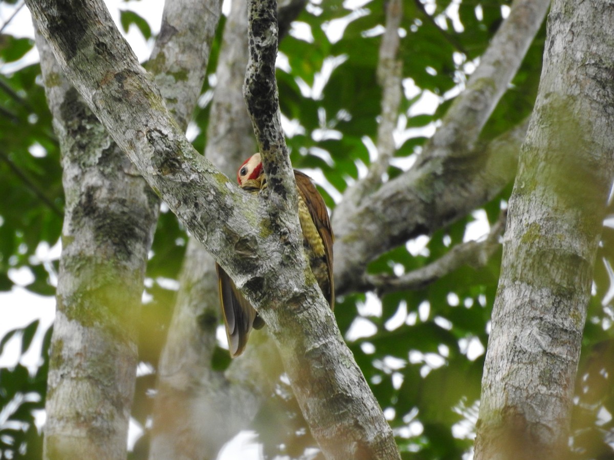 Golden-olive Woodpecker - ML620668060