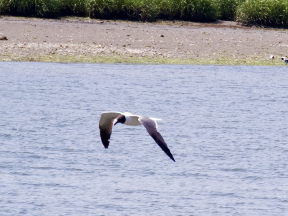 Mouette atricille - ML620668061