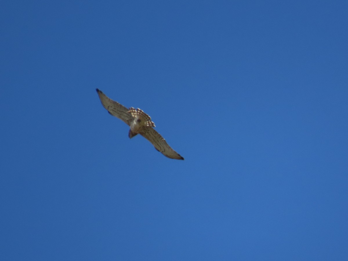 Short-toed Snake-Eagle - ML620668063