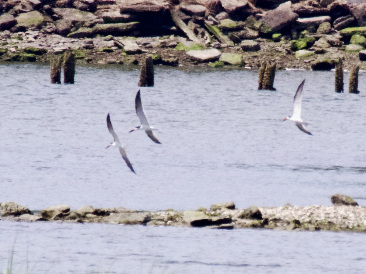 Black Skimmer - ML620668064