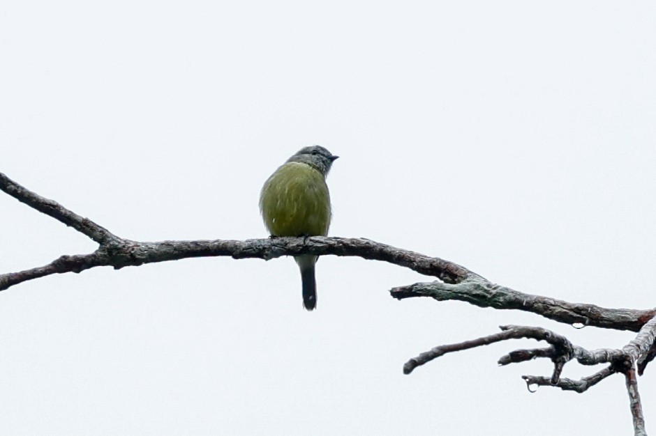 Yellow-crowned Tyrannulet - Tom Feild