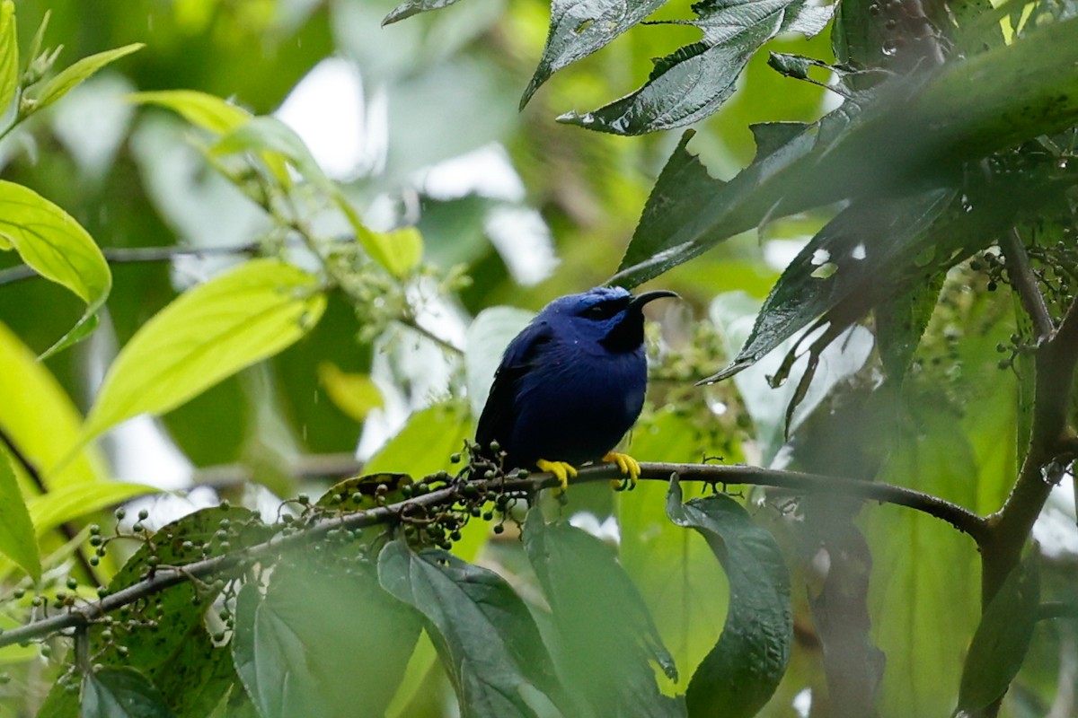 Purple Honeycreeper - ML620668067