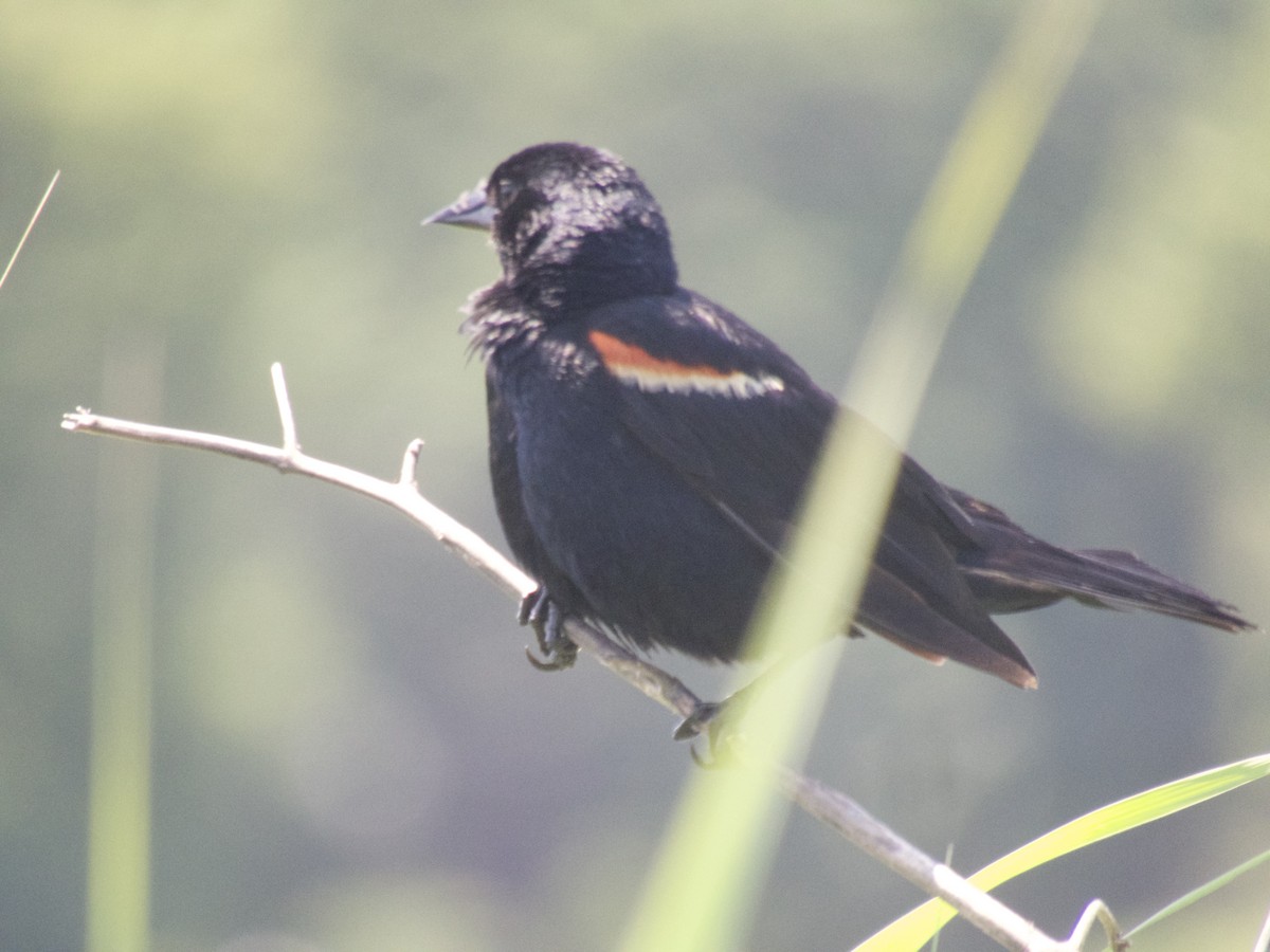 Red-winged Blackbird - Randy Bumbury