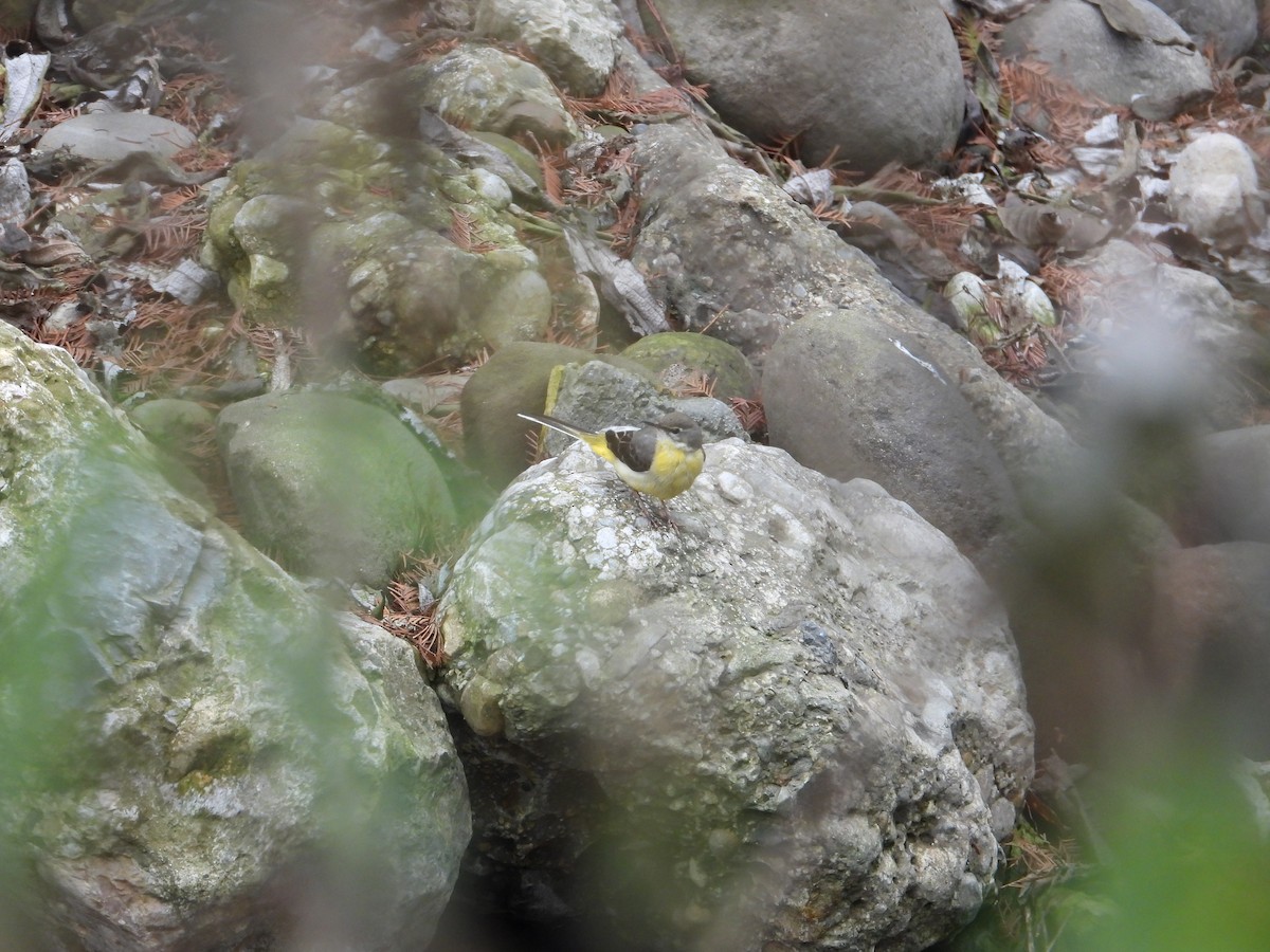 Gray Wagtail - Roy Wang