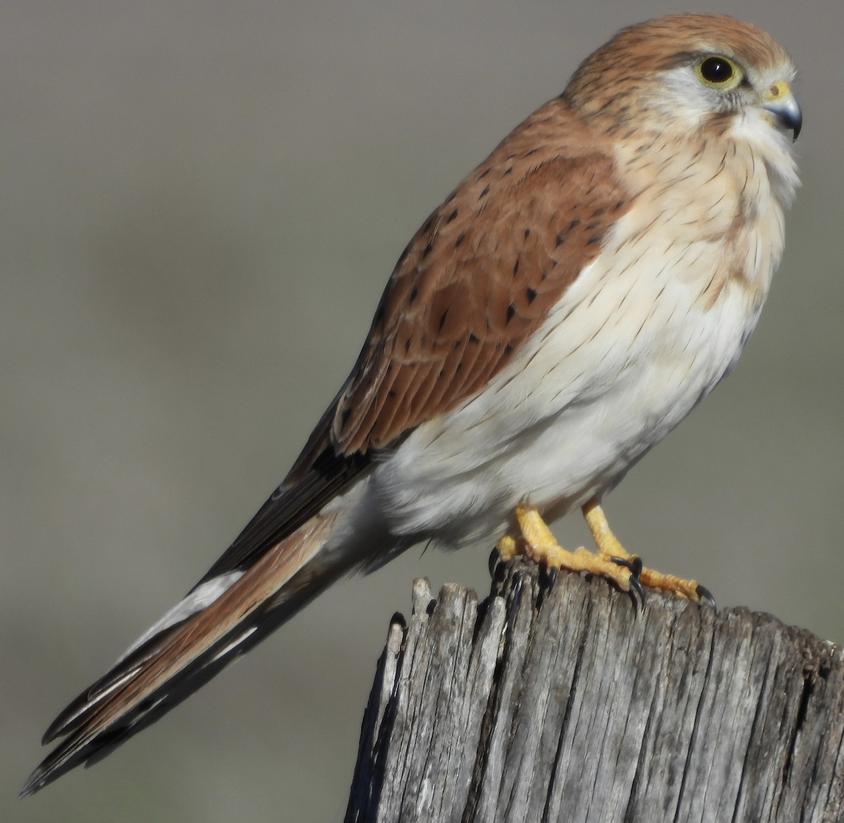 Nankeen Kestrel - ML620668070