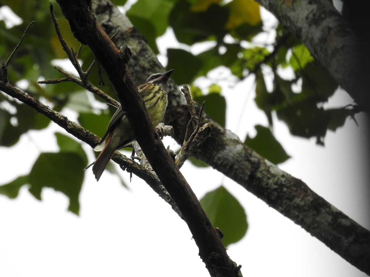 Sulphur-bellied Flycatcher - ML620668071