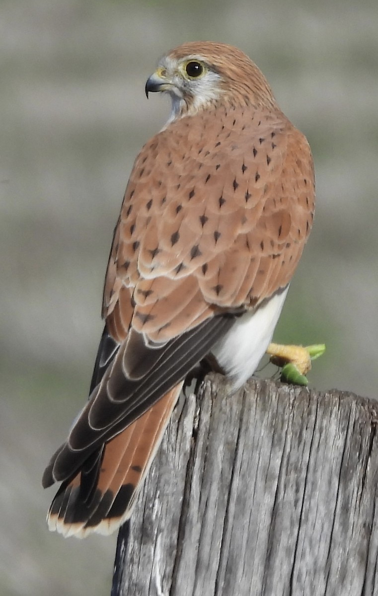 Nankeen Kestrel - ML620668072